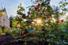 Tos vieno rozes... Haima Frenkela villas XXII Vasaras festivāla atklāšana ar koncertu, Dobeles rajona lielākais rozārijs, Lielplatones muiža un vēži pusdienās!