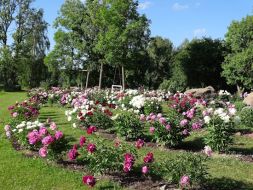 Kafijas garšas nianses no rīta, bet dienas otrajā pusē - peonijas: trīs peoniju dārzi!