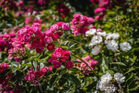 Rozes aicina mūs uz Igauniju... rozārijs Panga, Garciema taka, Lepiku - Mardi kolekciju dārzs, Igaunijas vasaras galvaspilsētas pludmales un garneļu karpačo