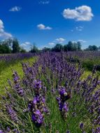 Lavandu saimniecība un mājas maize īru stilā, kā arī Gelgaudišķu muiža, zivju ceļa kaskāde un Lurdas grota Viešvilē