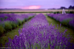 Uz lavandu laukiem gan Lietuvā, gan Latvijā, ar lavandas saldējumu un jēra gaļas irbītēm!