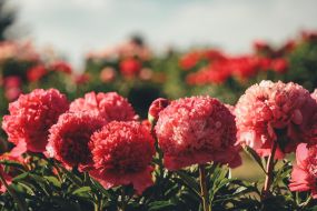 Цветочный Парад Пионов в Силезере и Калснавском арборетуме с ярмаркой и обед в стилистике Ар Деко